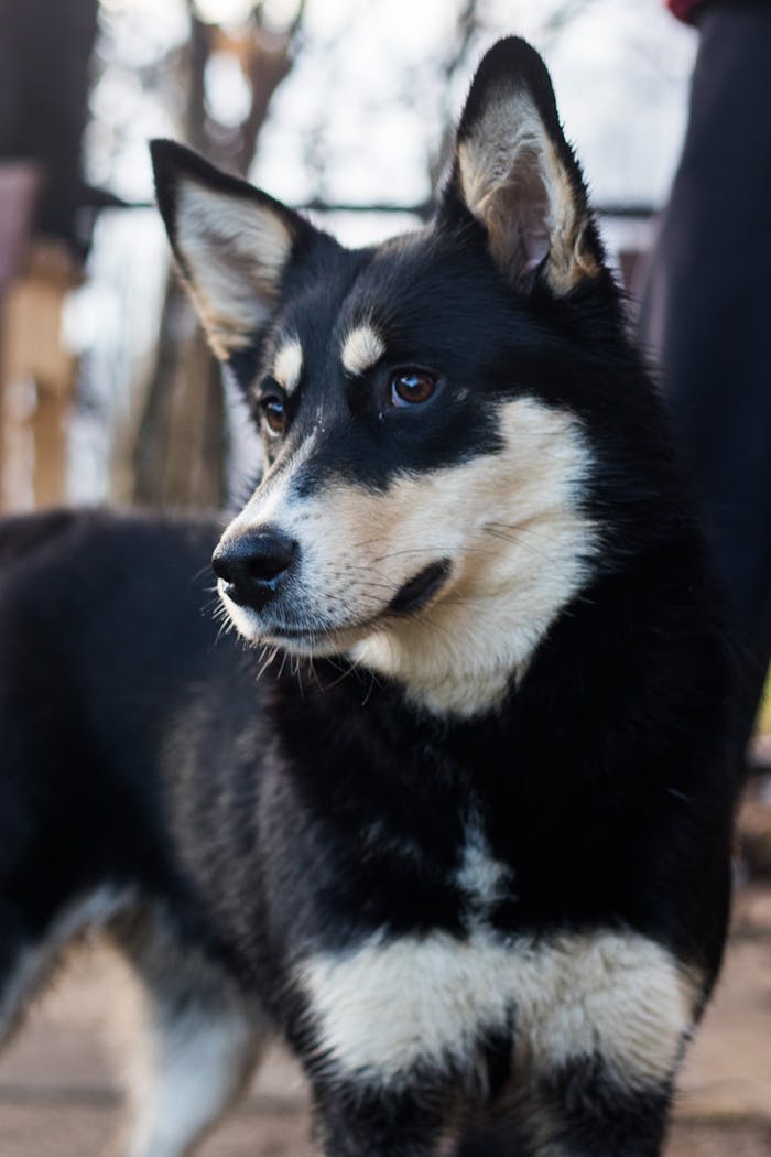 Close-up portrait of an adorable husky puppy outdoors, showcasing its loyal and cute demeanor.
